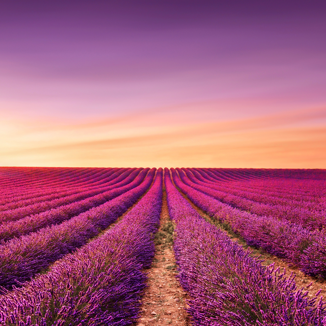 A panoramic view of a blooming lavender field in Provence, France, captured during sunset with golden light illuminating the rows of flowers. PC: StevanZZ from Getty Images Pro